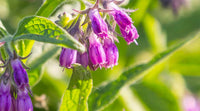 Allantoin – beruhigt die Haut